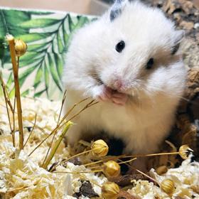 Goldhamster Zucht Ziesmer aus Hagen, bei uns finden Sie Ihr neues Familienmitglied aus eigener Zucht