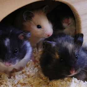 Liebevolle Hamster aus eigener Zucht von Hamsterzucht Ziesmer