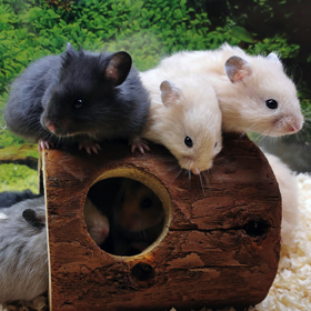 Männchen und Weibchen und ganz exklusive Tiere finden Sie bei Hamsterzucht Ziesmer aus Hagen