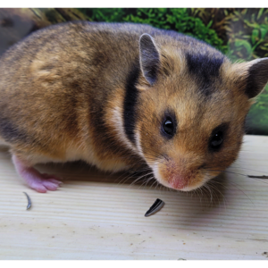 liebe Hamster als Haustier