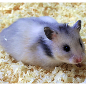 Gesunde Hamster aus eigener Zucht