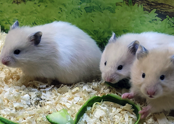 Unsere Banded Hamster aus eigener Zucht in Hagen