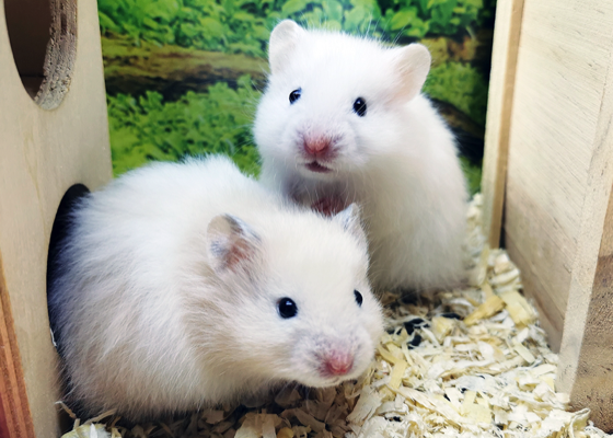 Vielfältige Hamster aus Hagen stehen für Sie zum Verkauf