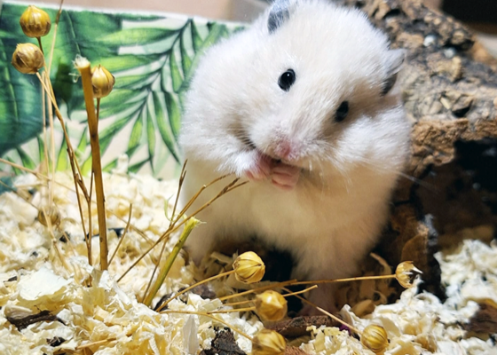 Monocolor farbige Hamster aus eigner Zucht