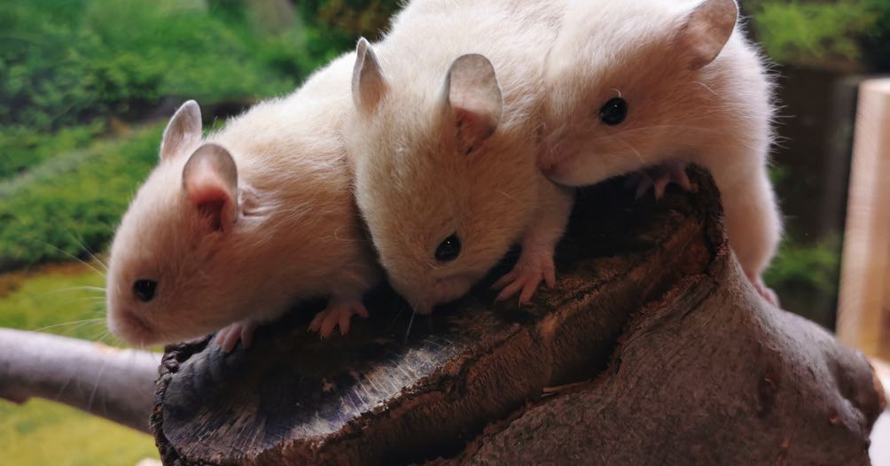 Abwechslung in unserer Anlage ist für Hamsterzucht Ziesmer selbstverständlich