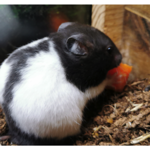 Weiblicher Hamster aus der Hagener Goldhamsterzucht