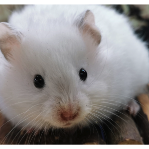 Süße Goldhamster können Sie bei Hamsterzucht Ziesmer kaufen