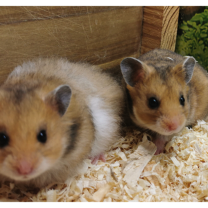 zwei wunderschöne Hamster aus der Hamsterzucht Ziesmer in Hagen