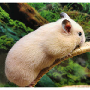 Goldhamster sind einfach süße und liebevoller Tiere